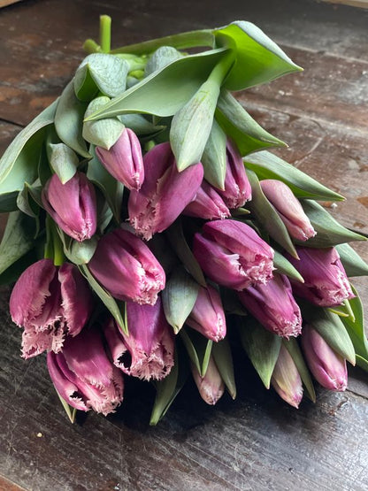 San Martin Fringed Tulip Bulbs