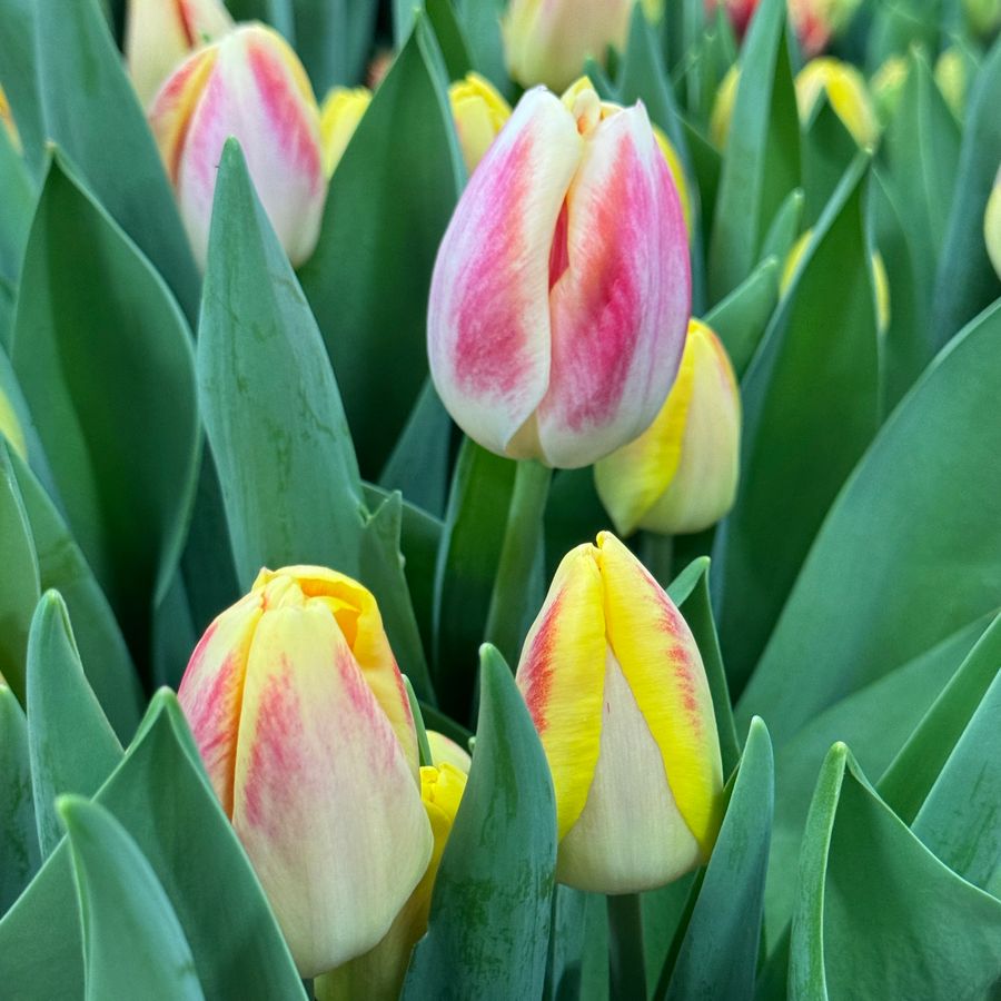 Buckingham Tulip Bulbs