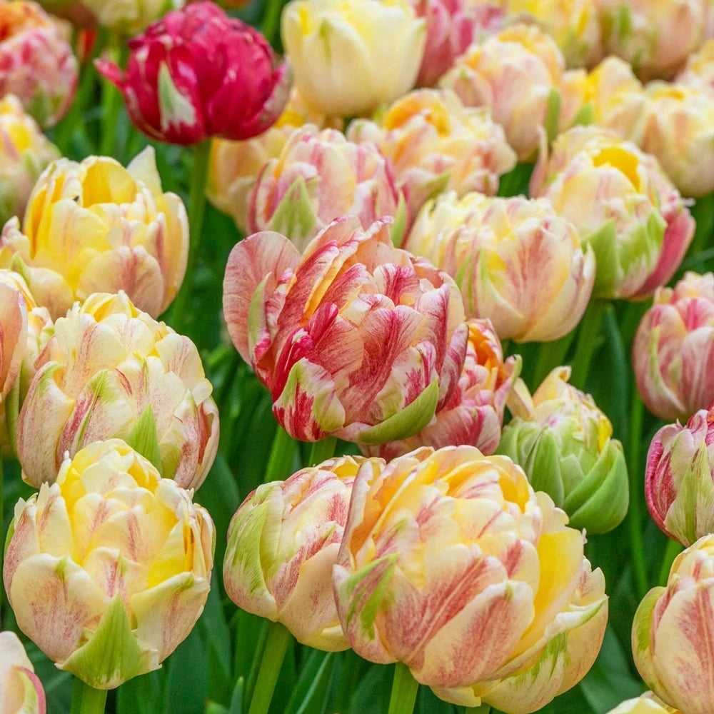 Sprinkle Dip Peony Tulip Bulbs
