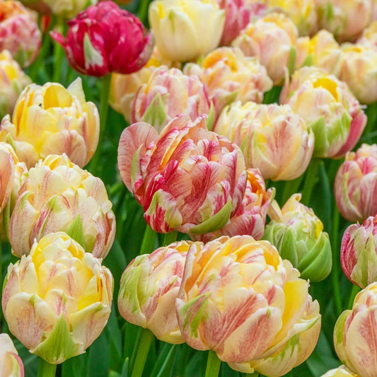 Sprinkle Dip Peony Tulip Bulbs