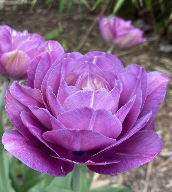 Blue Spectacle Peony Tulip Bulbs