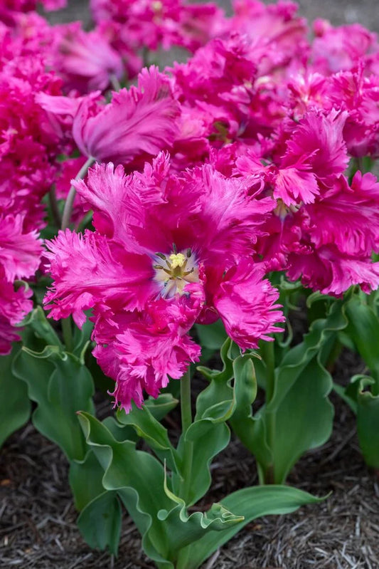 Power Parrot Tulip Bulbs