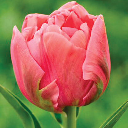 Salmon Symbiose Tulip Bulbs