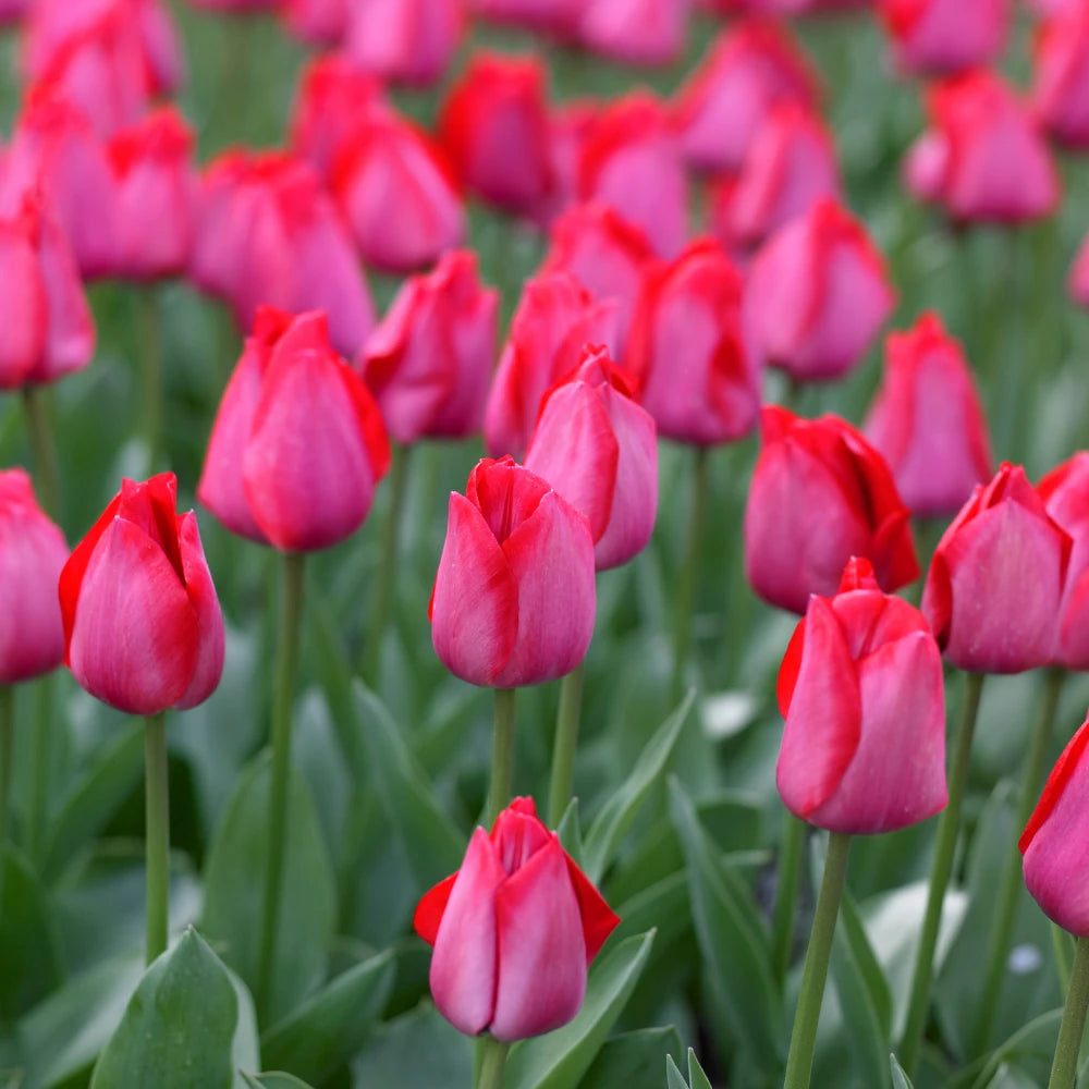 Spyrng Tide Tulip Bulb