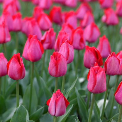 Spyrng Tide Tulip Bulb