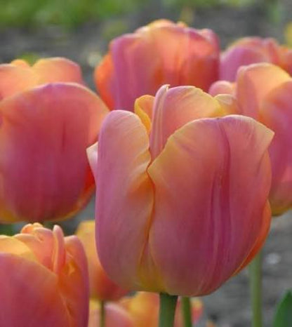 Jimmy Tulip Bulbs