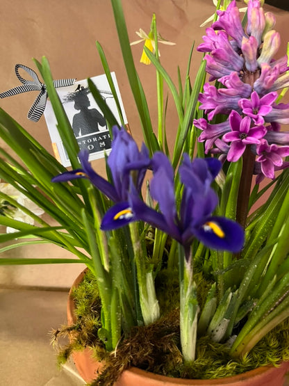 Breath of Spring Tabletop bulb garden PICK UP LOCAL ONLY