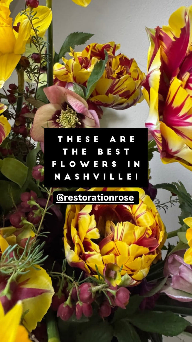 El Cid Double Peony Tulip Bulbs