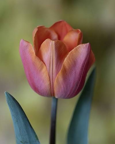 Jimmy Tulip Bulbs