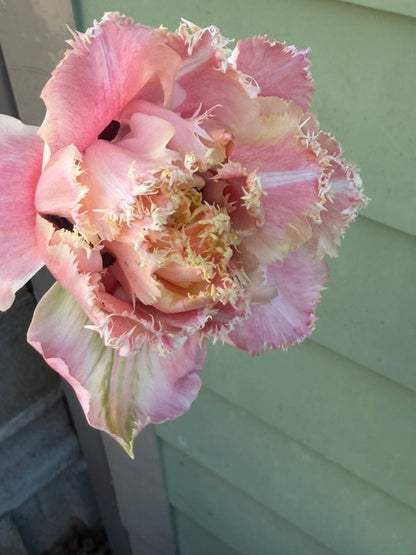 Pink Magic Double Fringed Peony Tulip Bulbs