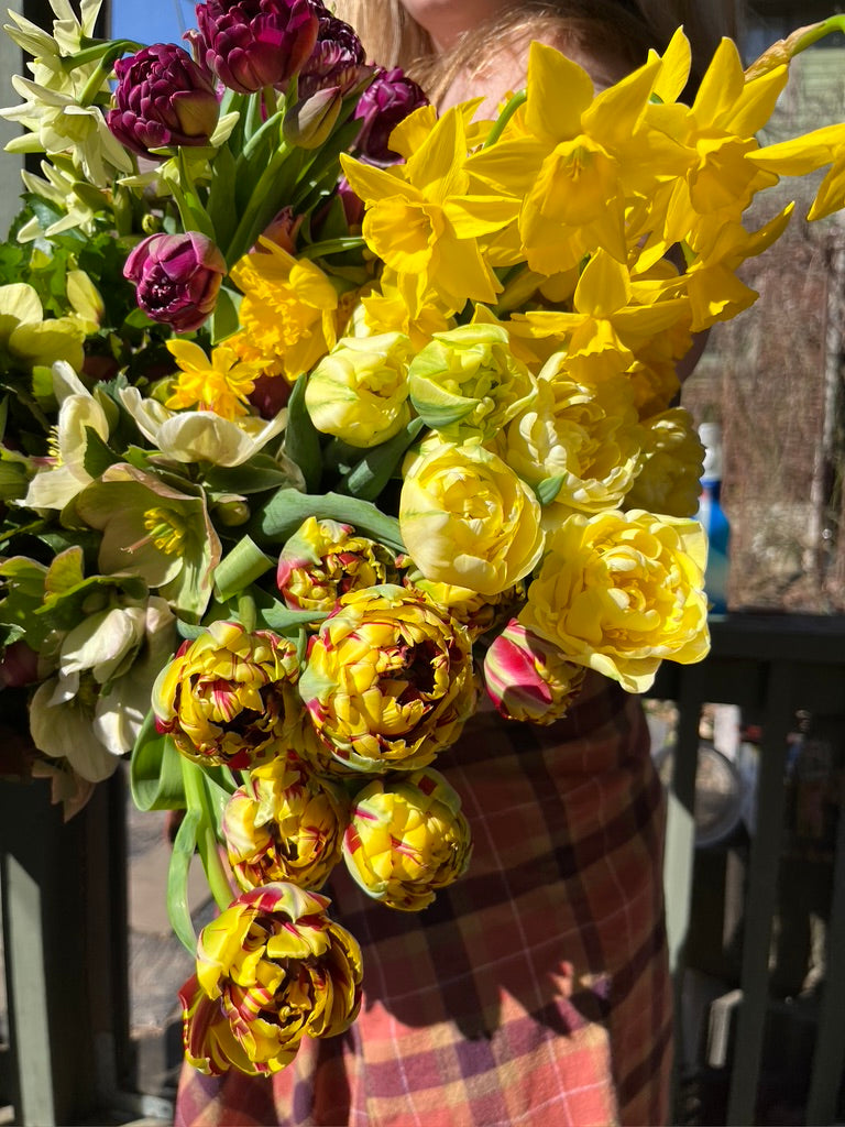 El Cid Double Peony Tulip Bulbs