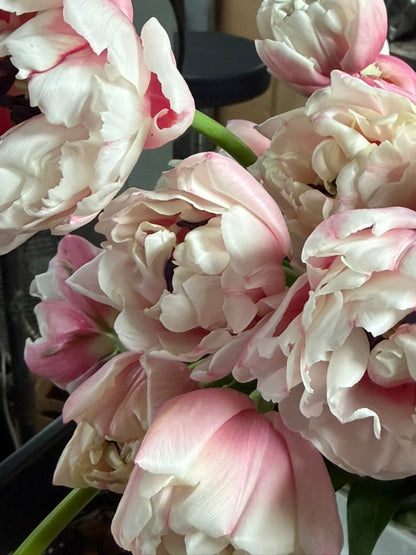 Sambuca Peony Tulip Bulbs--prechilled only