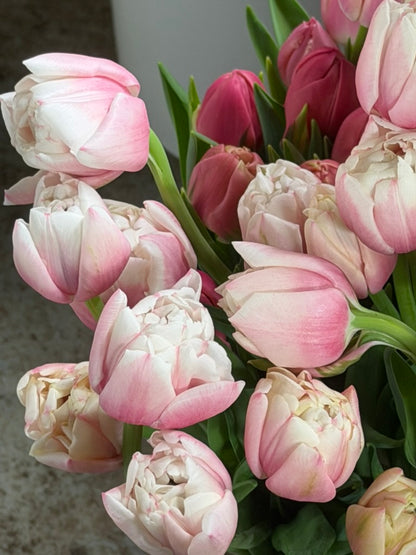 Sambuca Peony Tulip Bulbs--prechilled only