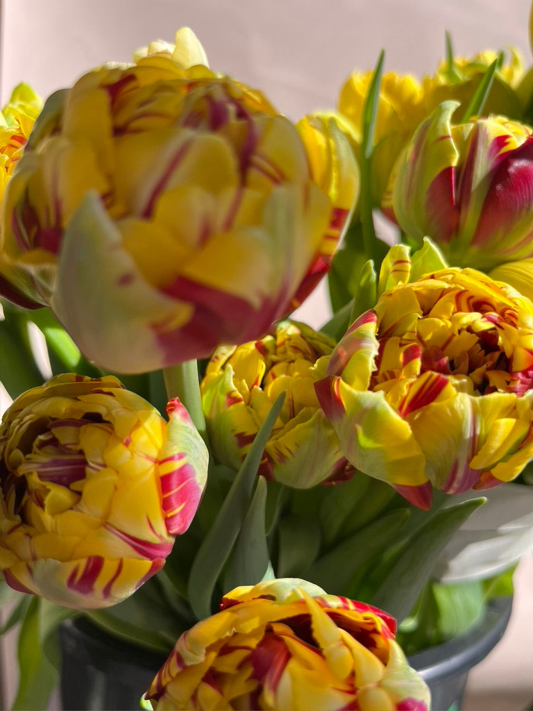 El Cid Double Peony Tulip Bulbs