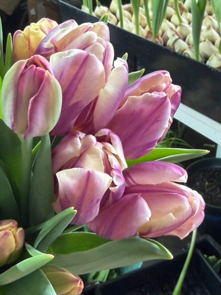 Happy Feet Tulip Bulbs