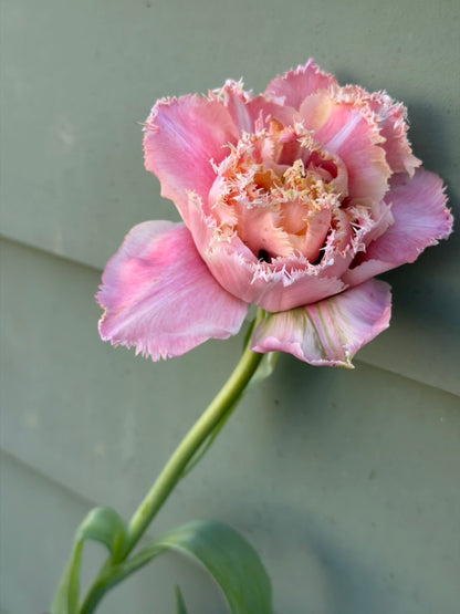 Pink Magic Double Fringed Peony Tulip Bulbs