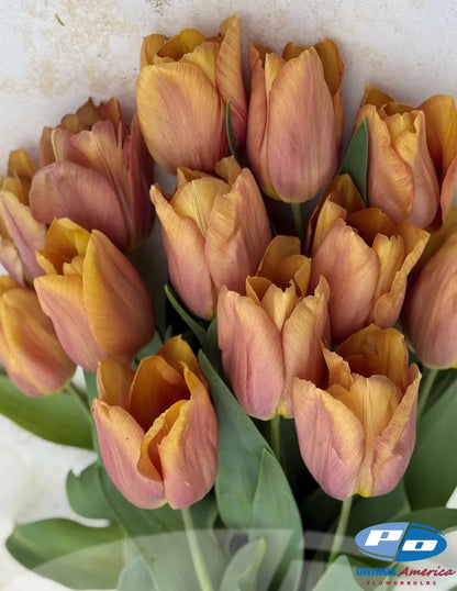 Amaru Tulip Bulbs