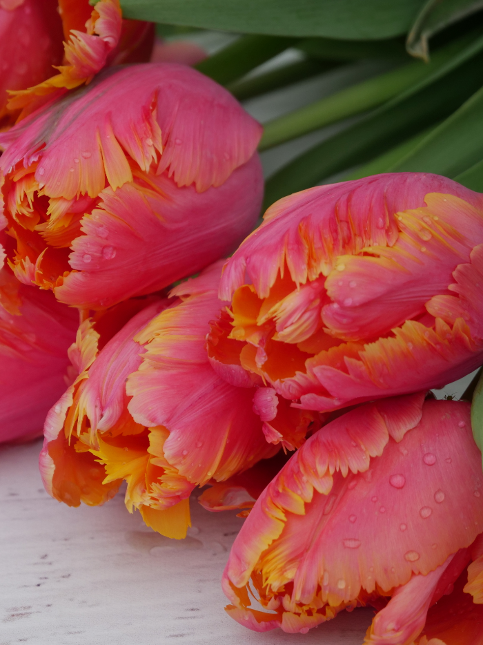 Amazing Parrot Tulip Bulbs bulk savings available