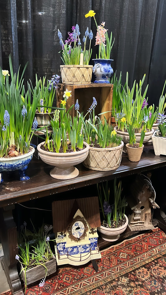 MAKE A BULB GARDEN WITH ME ONE ON ONE LESSON