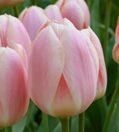 Apricot Delight Tulip Bulbs