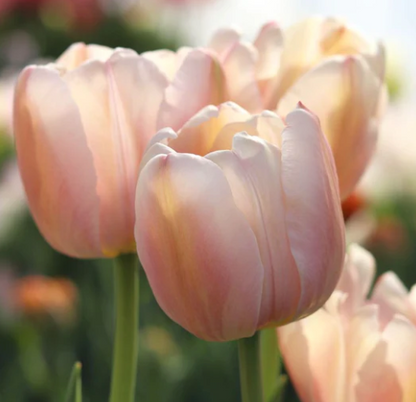 Apricot Pride Tulip Bulbs *special price*