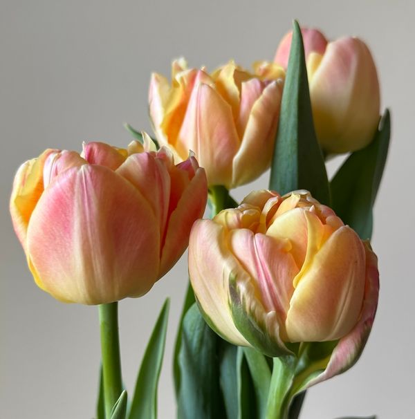 Apricot Symbiose Tulip Bulbs--prechilled