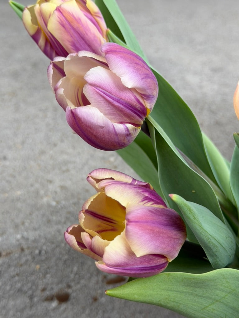 Happy Feet Tulip Bulbs