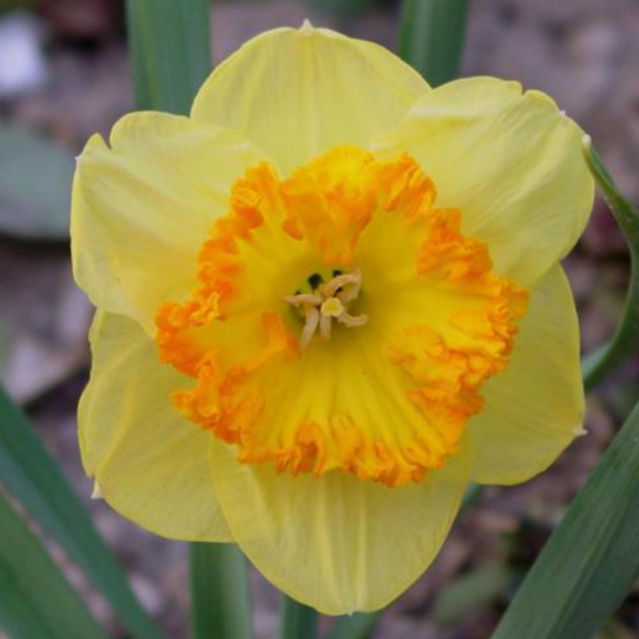 Berlin Daffodil Bulbs