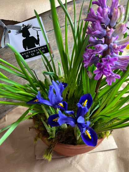 Breath of Spring Tabletop bulb garden PICK UP LOCAL ONLY