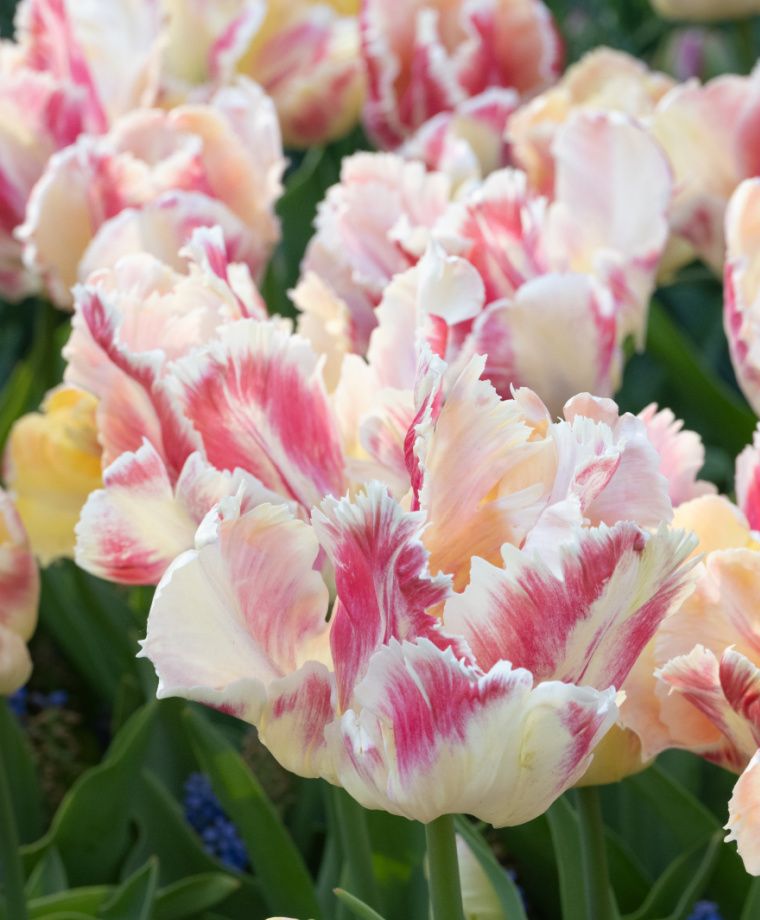 Blushing Parrot Tulip Bulbs