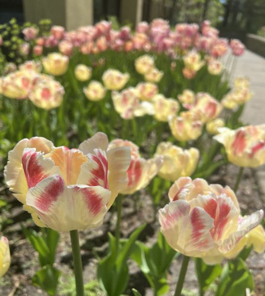 Blushing Parrot Tulip Bulbs