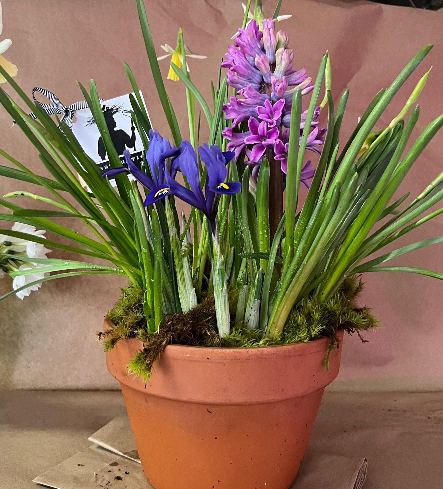 Breath of Spring Tabletop bulb garden PICK UP LOCAL ONLY