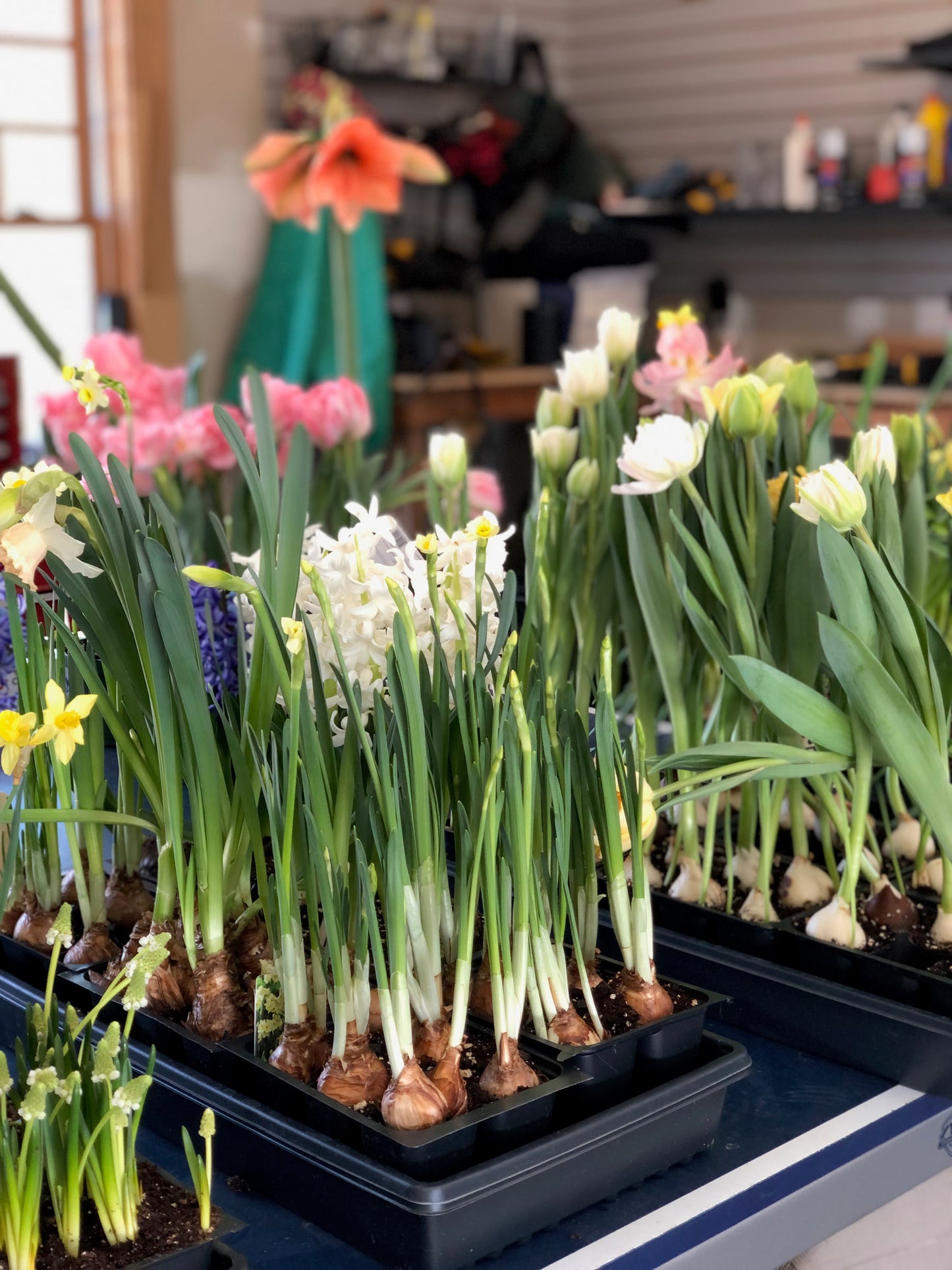 MAKE A BULB GARDEN WITH ME ONE ON ONE LESSON