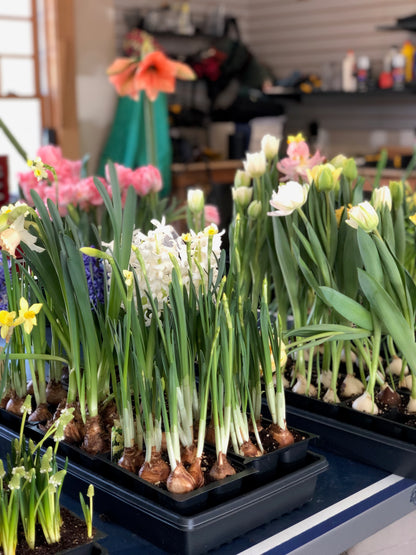 MAKE A BULB GARDEN WITH ME ONE ON ONE LESSON