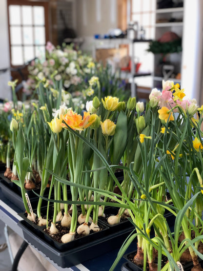 MAKE A BULB GARDEN WITH ME ONE ON ONE LESSON