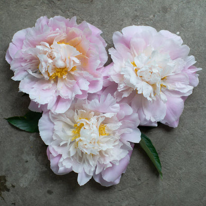 Catherin Fontijn Peony Root