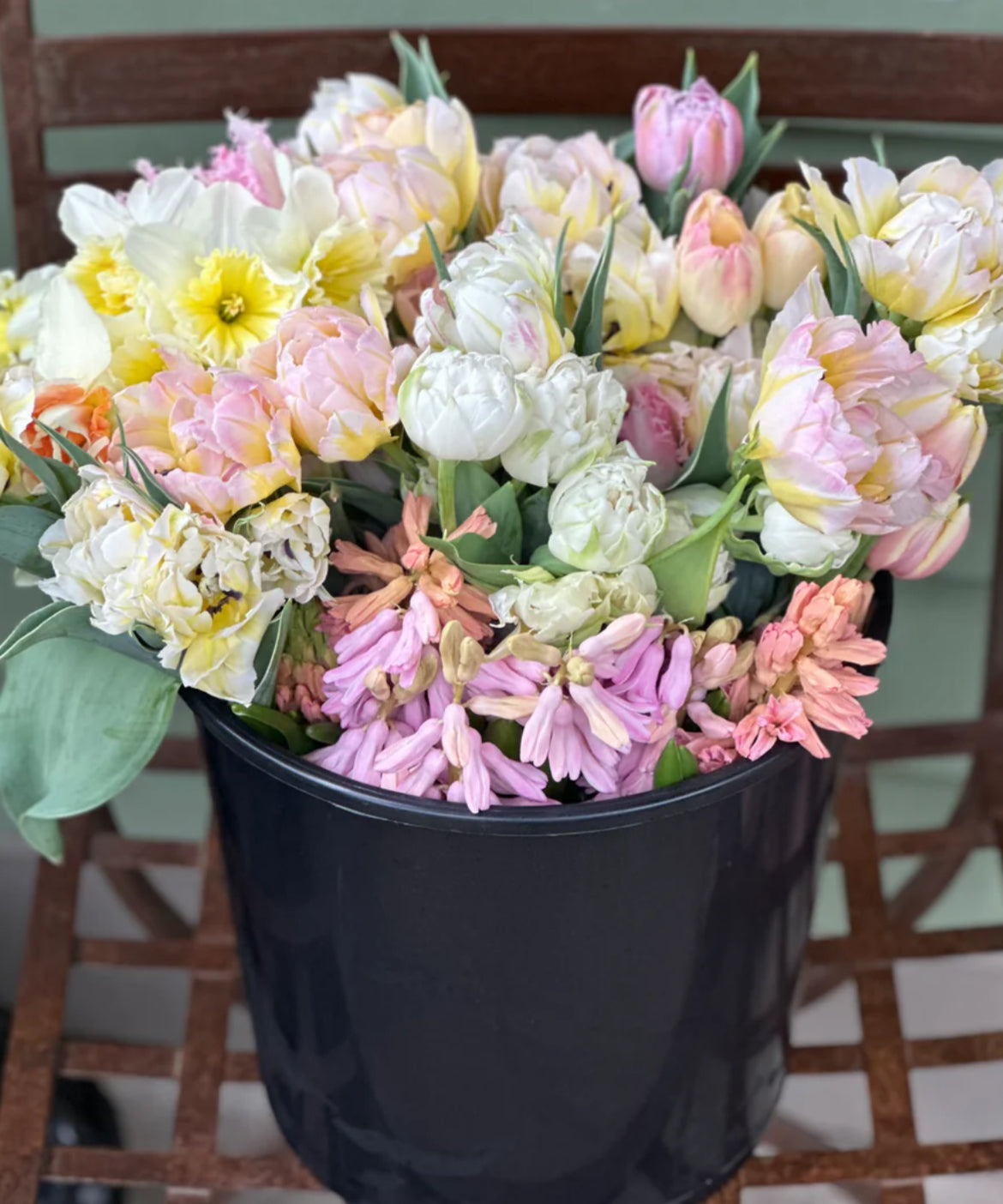 Northcap Peony Tulip Bulbs -- prechilled