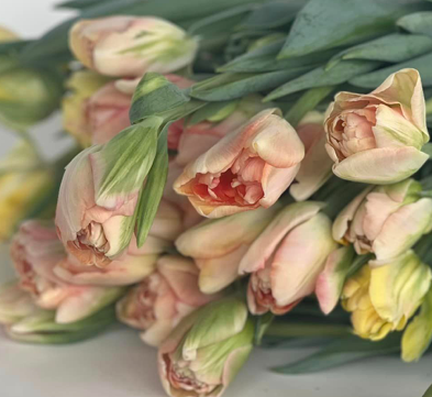 Charming Beauty Peony Tulip Bulbs