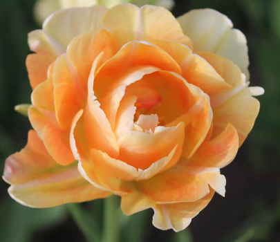 Charming Lady Peony Tulip Bulbs bulk pricing available