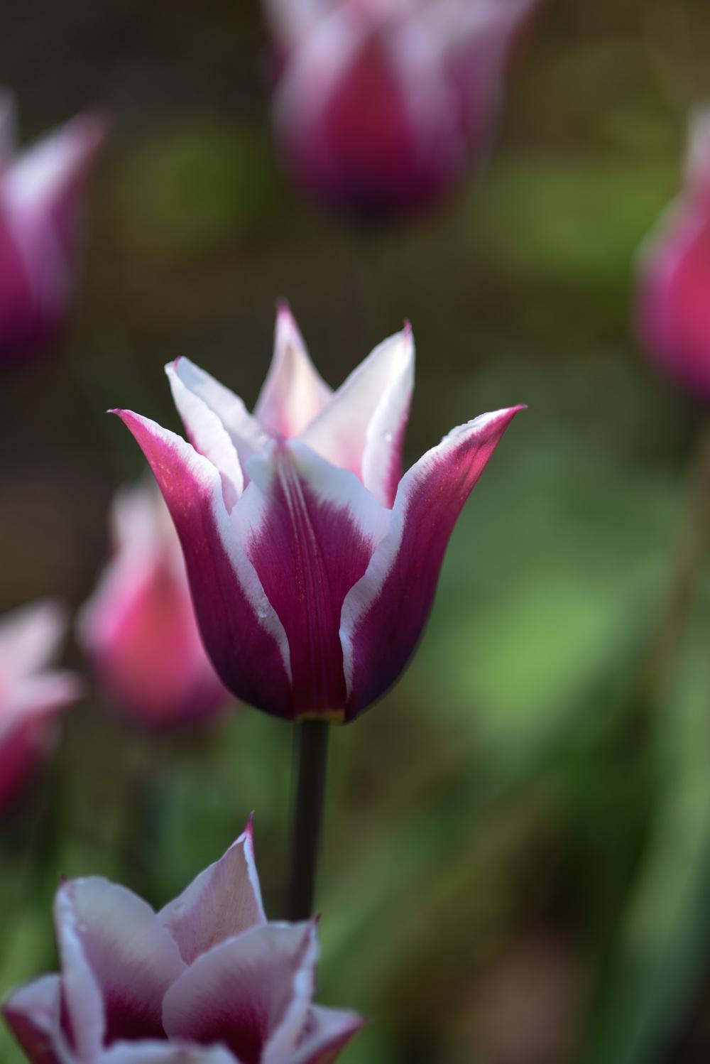 Claudia Lily Flowering Tulip