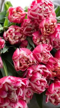 Columbus Peony Tulip Bulbs bulk savings available