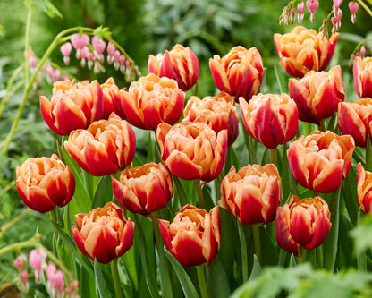 Congo Peony Tulip Bulbs