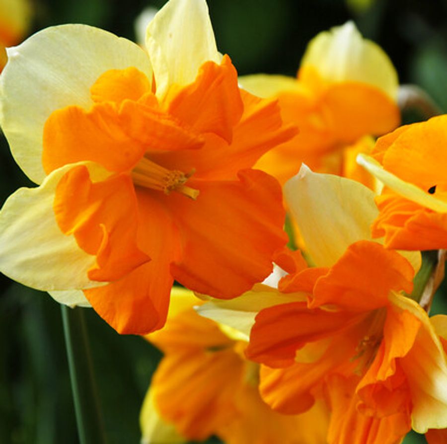 Congress Daffodil Bulbs