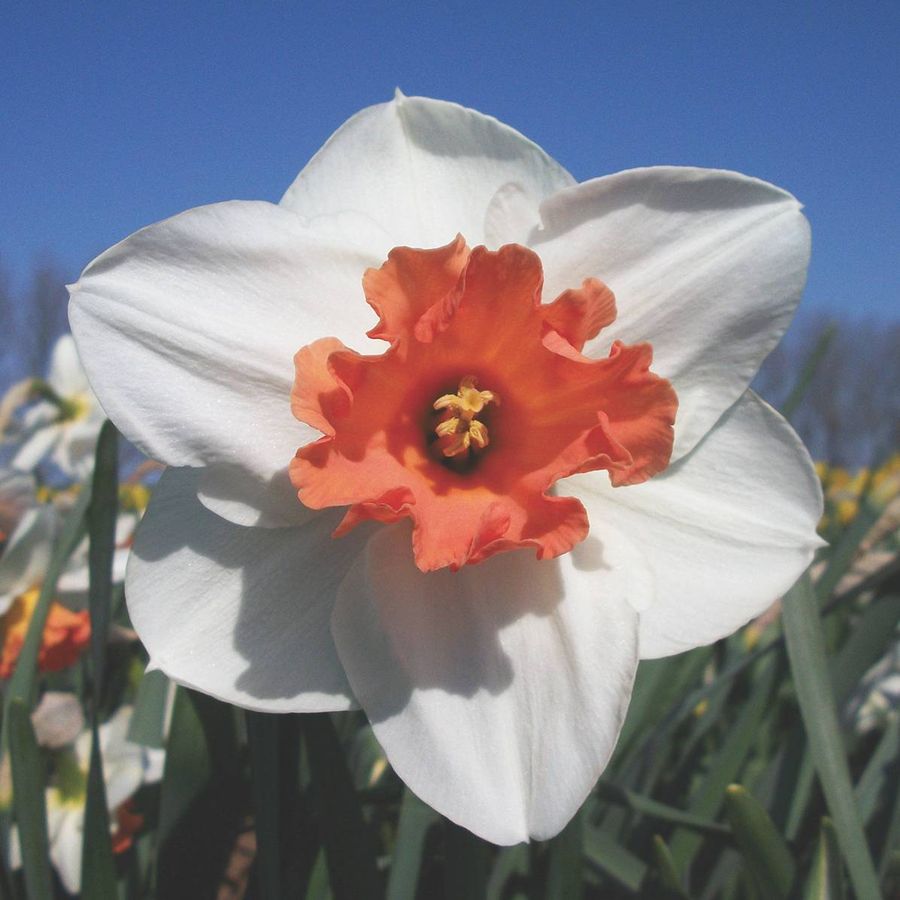 Cool Flame Daffodil Bulbs