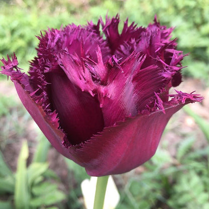 Curly Sue  Fringed Tulip Bulbs