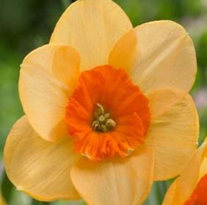 Kedron Daffodil Bulbs