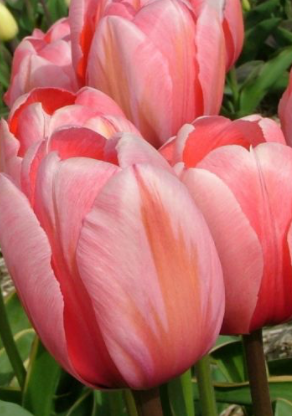Design Impression Tulip Bulbs