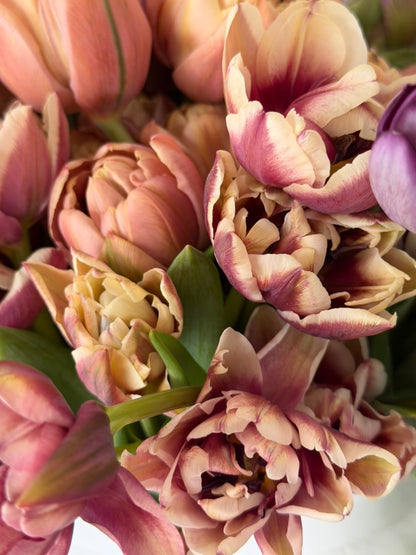 Pistache Peony Tulip bulbs