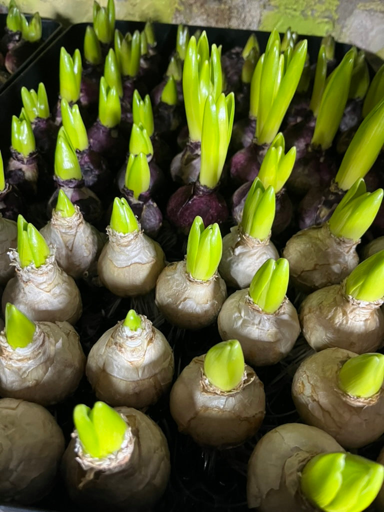 BULB ON MIXED Hyacinth