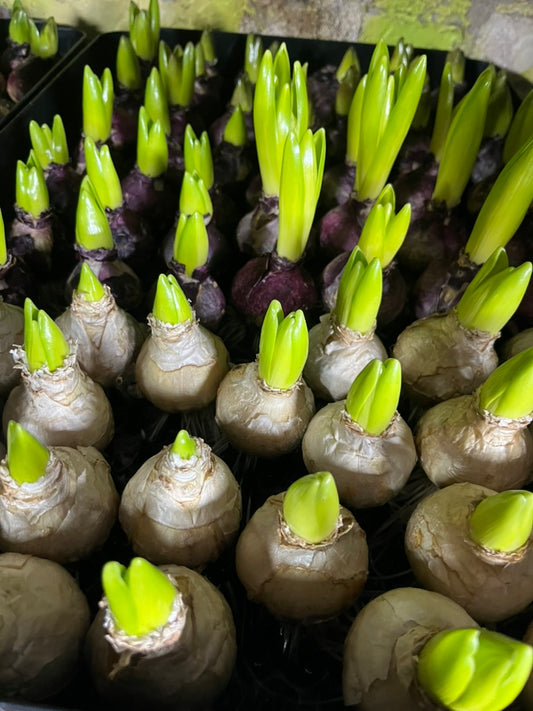 BULB ON MIXED HYACINTH